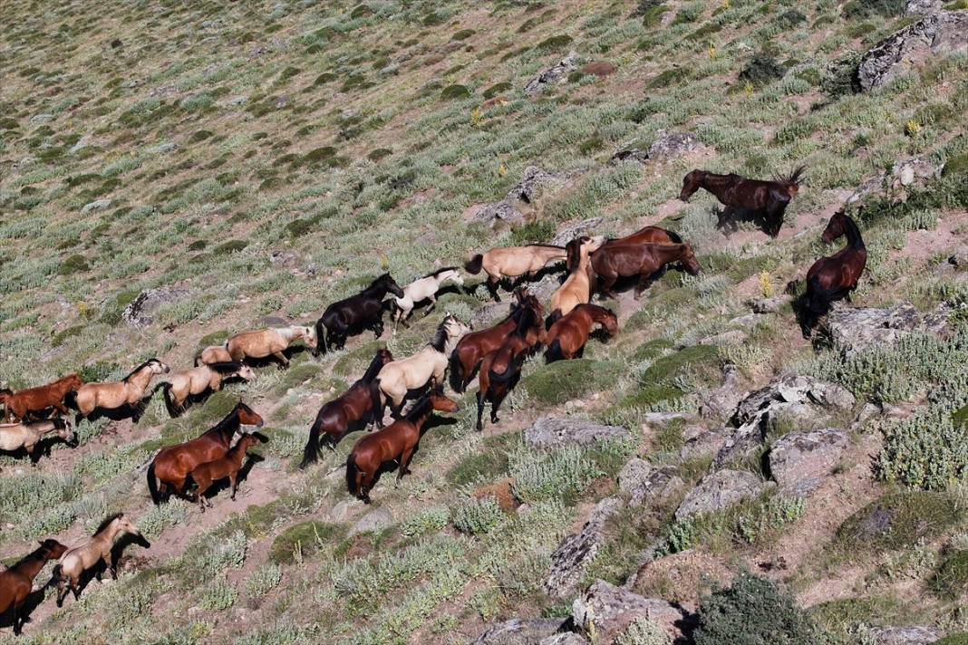 Konya Ovası’na bakan zirvede yılkı atlarıyla büyüleyici manzara 12